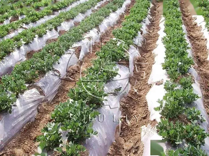 matière première de recyclage de film agricole